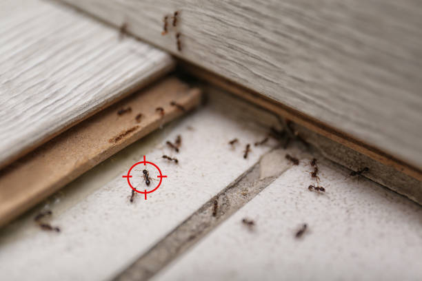 Best Ant Control Services  in Canastota, NY