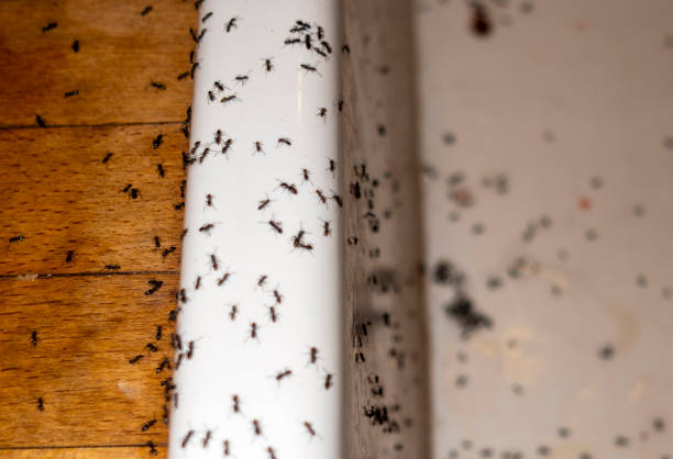 Best Exterminator Services  in Canastota, NY