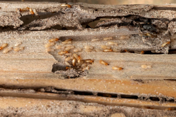 Best Flea Control Services  in Canastota, NY