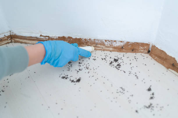 Best Exterminator Services  in Canastota, NY